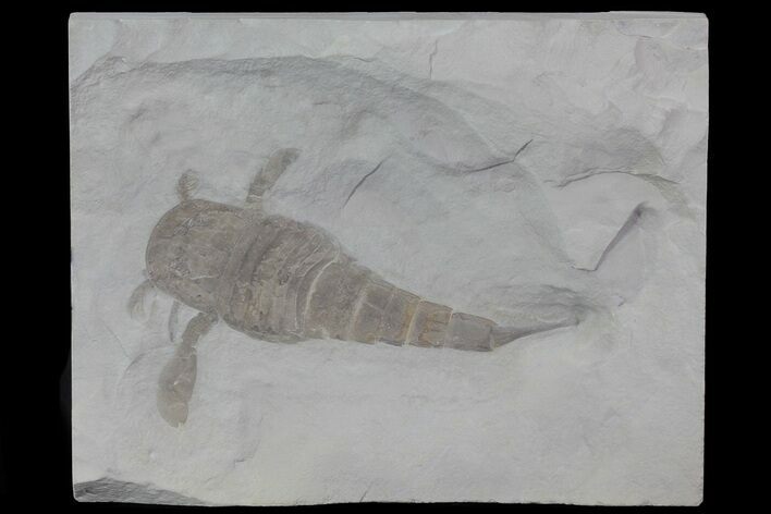 Eurypterus (Sea Scorpion) Fossil - New York #70648